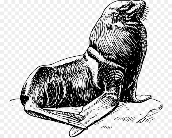 Байкальская Нерпа