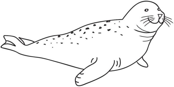 Тюлень контур