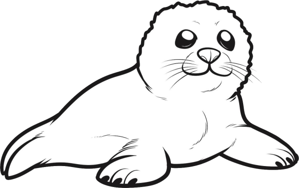Тюлень раскраска для детей