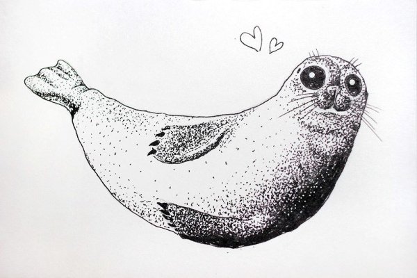 Нерпа контур