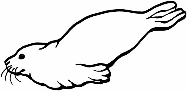 Морской котик Графика