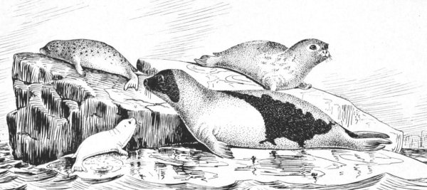 Морской слон раскраска