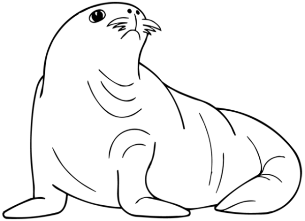 Нерпа раскраска для детей