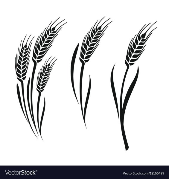 Колос вектор