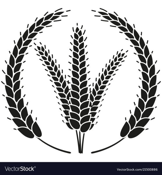 Колоски пшеницы силуэт