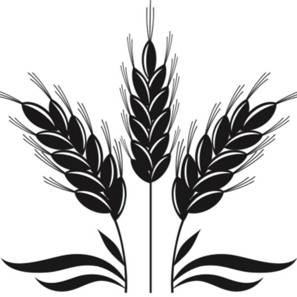 Колосья пшеницы