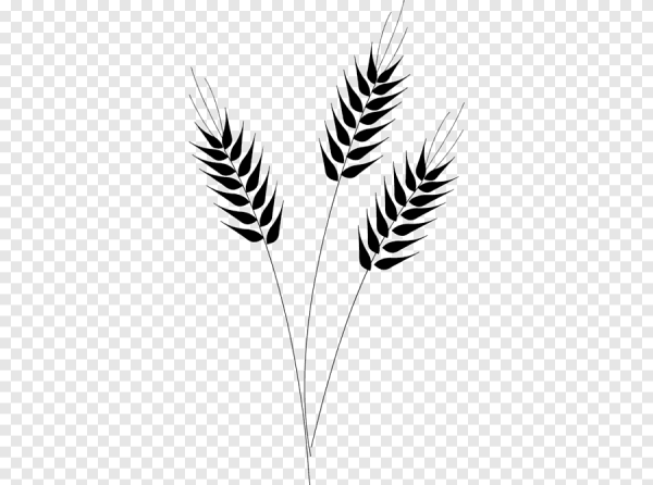 Колосок черно белый