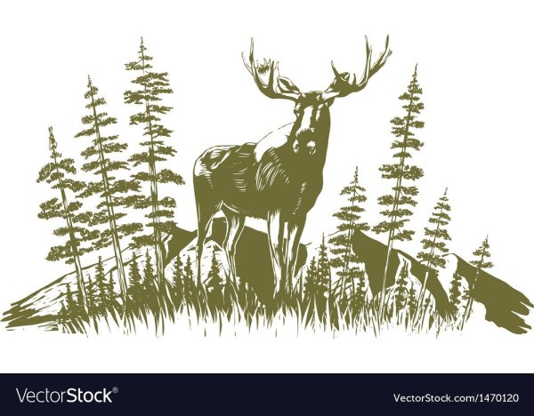 Графическое изображение тайги