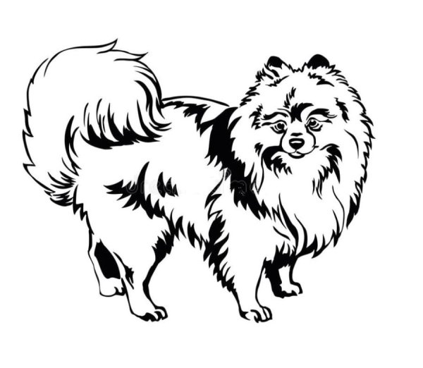 Раскраска шпиц