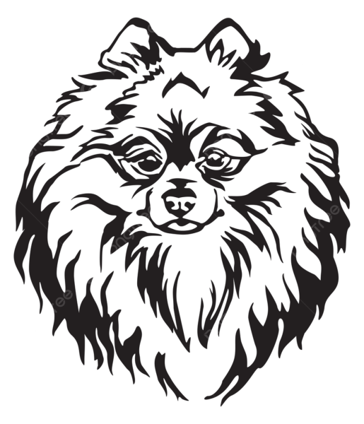 Собака шпиц вектор