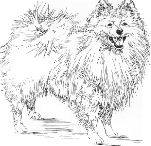 Шпиц стандарт ФЦИ