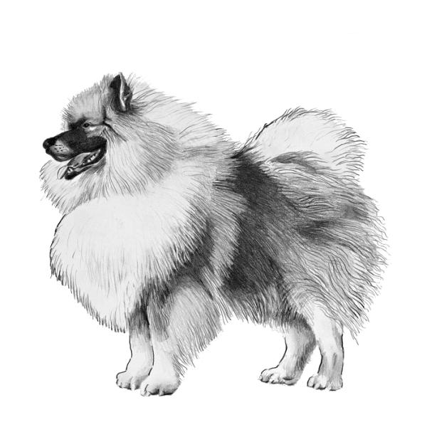 Кеесхонд вектор