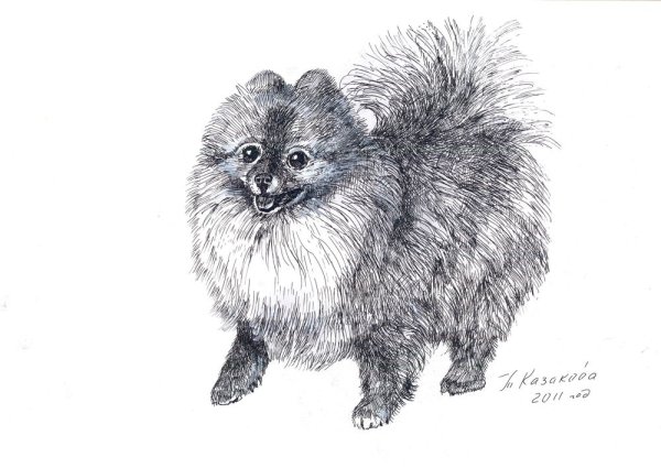 Померанский шпиц рисунок карандашом