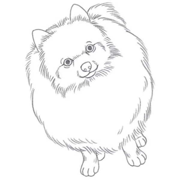 Раскраски собачки шпиц померанский