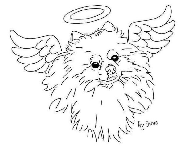 Померанский шпиц раскраска