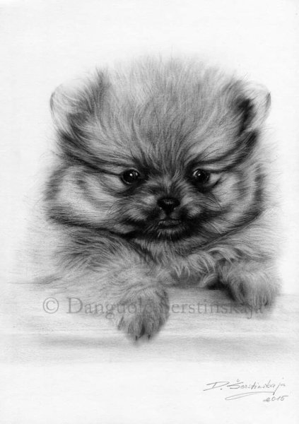 Померанский шпиц рисовать