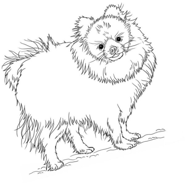 Померанский шпиц раскраска