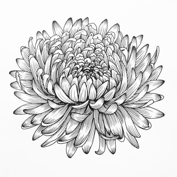 Хризантема Графика