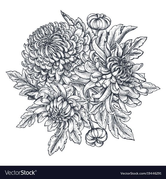 Эскиз чёрная Хризантема