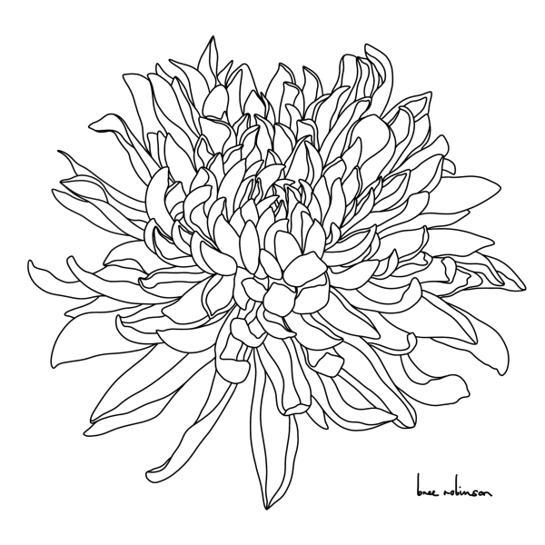 Хризантема Графика