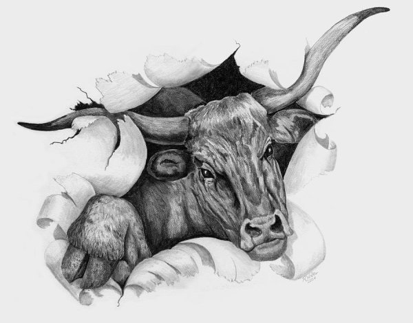Бык рисунок реалистичный