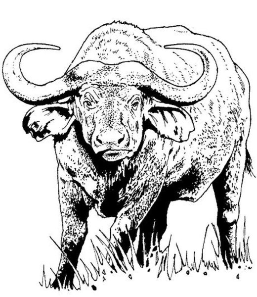 Бык для выжигания