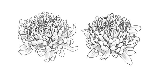 Хризантема эскиз Графика