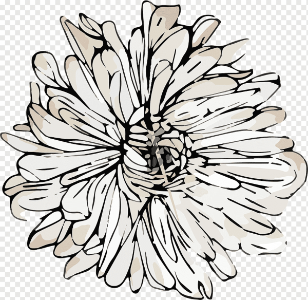 Хризантема референс