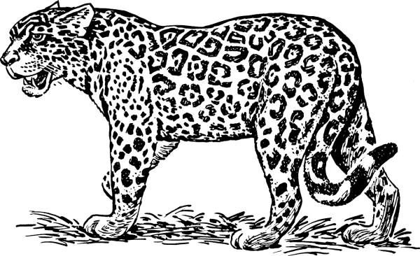 Гепард силуэт