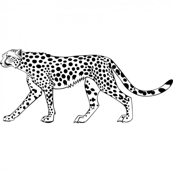 Переднеазиатский леопард