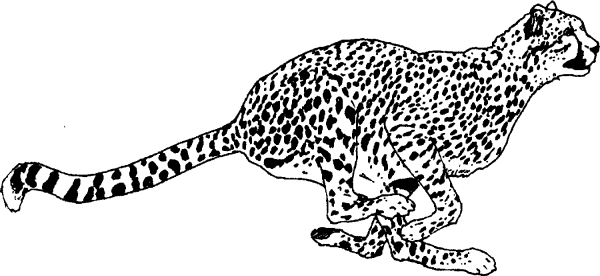 Раскраска гепард