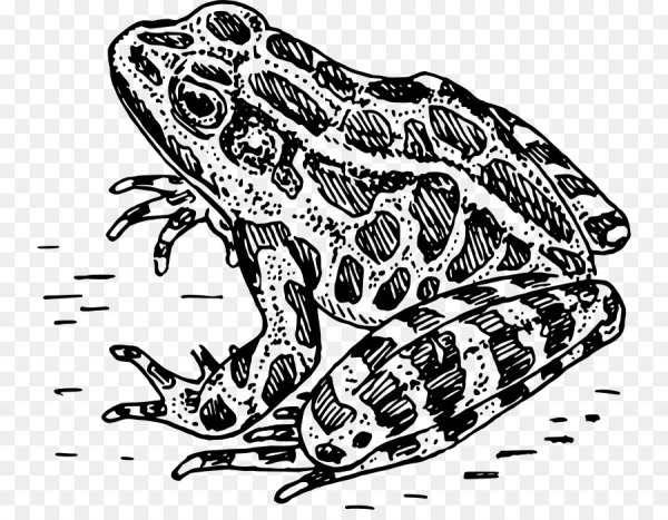 Лягушка черно белая