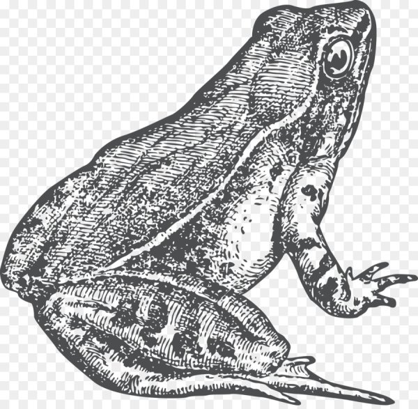 Жаба рисунок