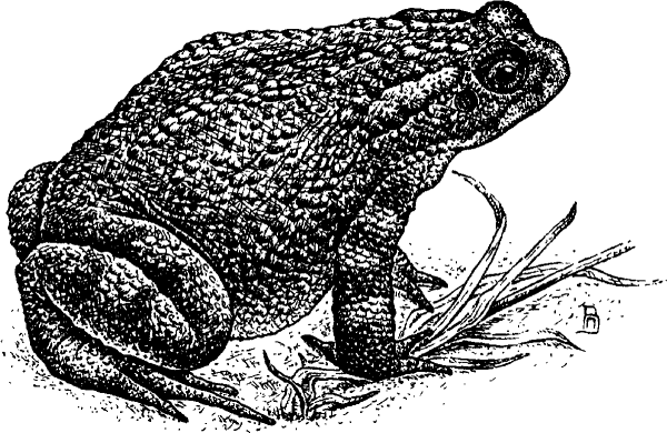 Лягушка Графика