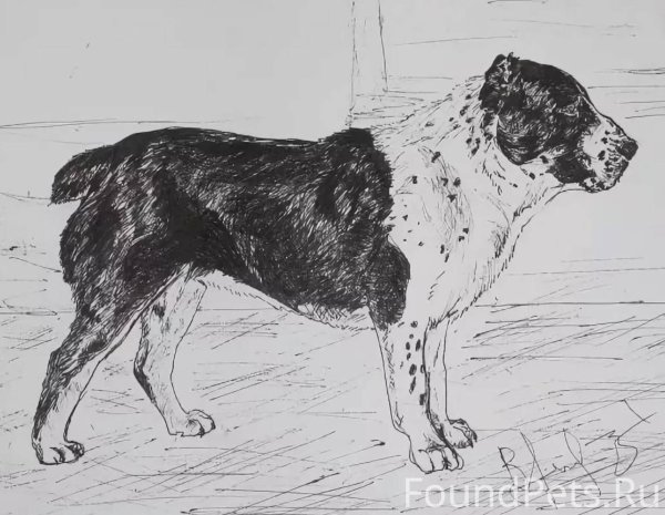 Алабай вектор