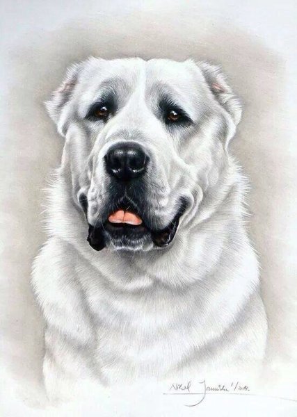 Среднеазиатская овчарка алабай для срисовки