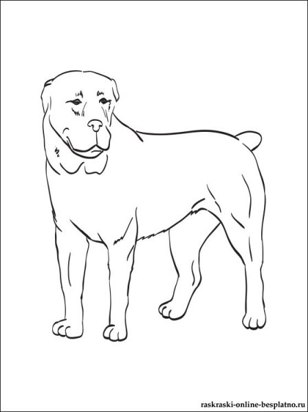 Среднеазиатская овчарка алабай рисунки
