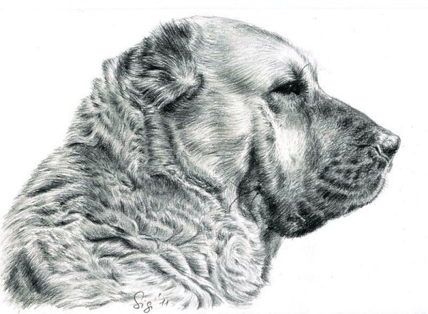 Среднеазиатская овчарка алабай рисунки