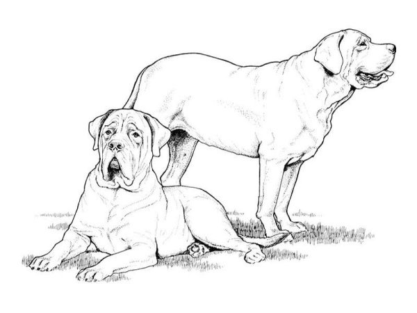 Среднеазиатская овчарка картина