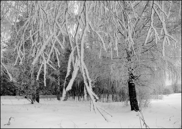 Зимний лес чёрно белый