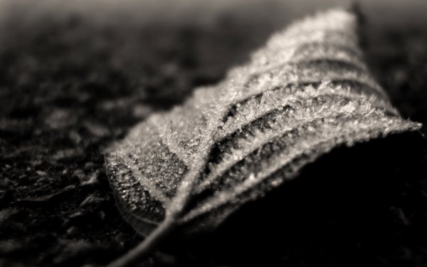 Обои на рабочий стол макро