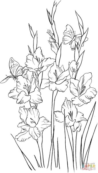 Гладиолус раскраска