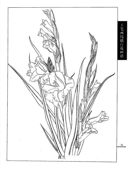 Гладиолус контур