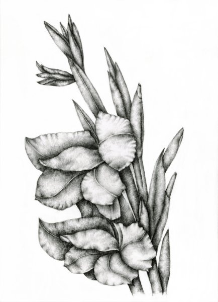 Гладиолус контур