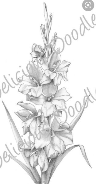 Гладиолус контур