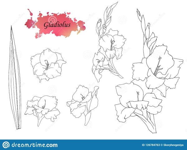 Раскраски цветы гладиолусы