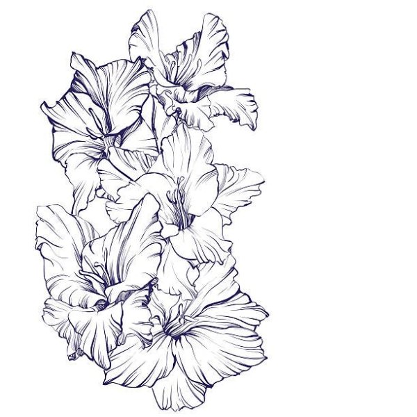Гладиолус рисунок