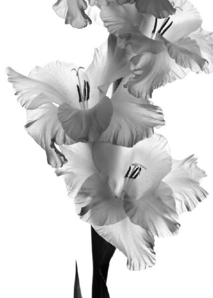 Полевые цветы для срисовки