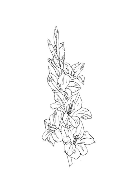 Гладиолус контур