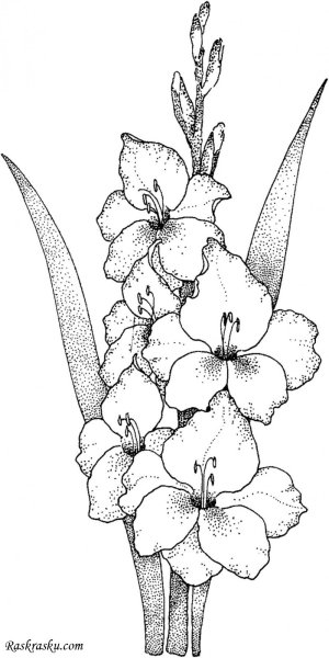Нарисовать Гладиолус